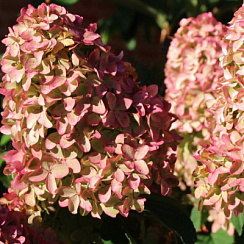 Гортензия метельчатая 'Меджикал Кэндл' (Hydrangea paniculata 'Magical Candle')