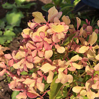 Гортензия метельчатая 'Жемчужина Фестиваля' (Hydrangea paniculata 'Perle de Festival')
