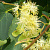 Липа мелколистная 'Гринспаер' (Tilia cordata 'Greenspire')