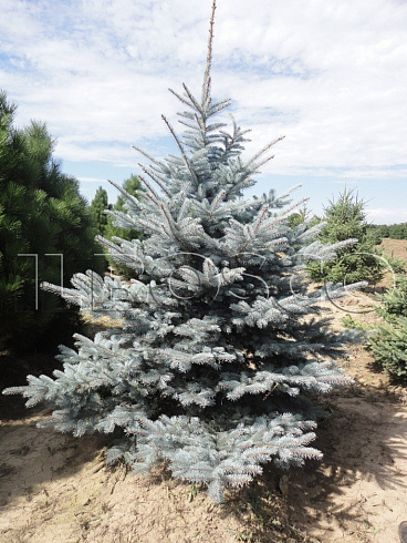 el-kolyuchaya-balaton-picea-pungens-balaton-derevo