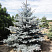 el-kolyuchaya-balaton-picea-pungens-balaton-derevo