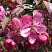 Яблоня декоративная 'Coccinella' (Malus 'Coccinella')