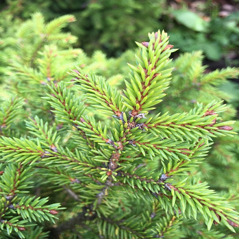 el-obyknovennaya-picea-abies-vetv