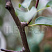 grusha-obyknovennaya-nika-pyrus-communis-kora.jpg