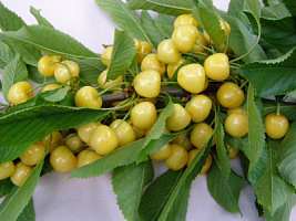 Черешня 'Приусадебная желтая' (Prunus avium 'Priusadebnaya jeltaya'')