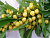 Черешня 'Приусадебная желтая' (Prunus avium 'Priusadebnaya jeltaya'')