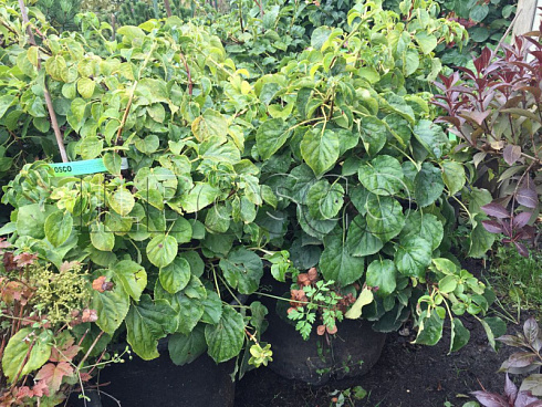 gortenziya-chereshkovaya-petiolaris-hydrangea-anomale-petiolaris-sazhency.jpg