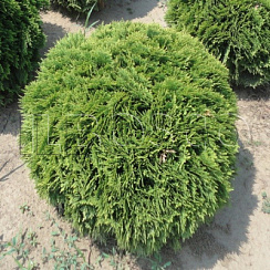 Туя западная 'Даника' (Thuja occidentalis 'Danica')