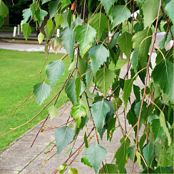 Береза повислая 'Юнги' (Betula pendula 'Youngii')