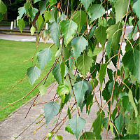 Береза повислая 'Юнги' (Betula pendula 'Youngii')