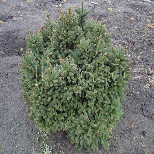 el-obyknovennaya-remontii-picea-abies-remontii-sazhenec