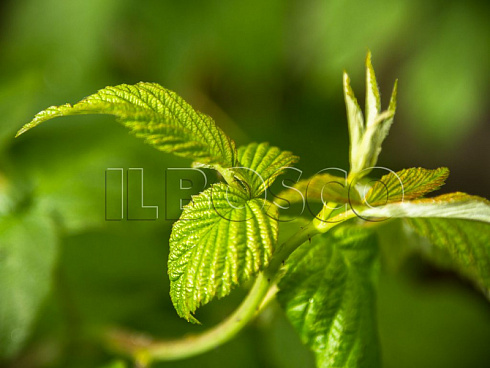 malina-obyknovennaya-gusar-rubus-idaeus-list.jpg
