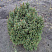 el-obyknovennaya-remontii-picea-abies-remontii-sazhenec