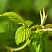 malina-obyknovennaya-gusar-rubus-idaeus-list.jpg