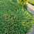 Можжевельник горизонтальный 'Андорра Компакта' (Juniperus horizontalis 'Andorra Compacta')