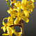 forziciya-promezhutochnaya-forsythia-intermedia-cvety.jpg