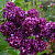 Сирень обыкновенная 'Чарльз Джоли' (Syringa vulgaris 'Charles Joly')