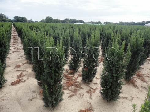 tiss-srednij-hiksi-taxus-media-hicksii-kusty-ryadami