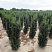 tiss-srednij-hiksi-taxus-media-hicksii-kusty-ryadami