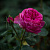 Роза 'Ред Леонардо да Винчи' (Rose 'Red Leonardo da Vinci')