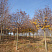 klen-ostrolistnyj-globozum-acer-platanoides-globosum-krona-bez-listev