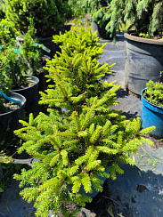 Ель обыкновенная 'Барри' (Picea abies 'Barryi')