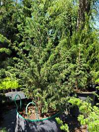 Можжевельник обыкновенный 'Мейер' (Juniperus communis `Meyer`)