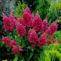 Гортензия метельчатая 'Вимс Ред' (Hydrangea paniculata 'Wims Red')