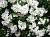 Чубушник 'Букет Бланк' (Philadelphus 'Bouqet Blanc')