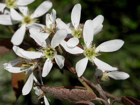 irga-lamarka-amelanchier-lamarkii-cvety.jpg