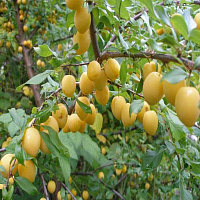 Слива домашняя 'Яхонтовая' (Prunus domestica 'Яхонтовая')