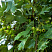 boyaryshnik-odnopestichnyj-crataegus-monogyna-listya.jpg