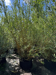 Ива белая 'Чермезина' (Salix alba 'Chermesina')