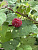 Ежемалина 'Бакингем Тейберри' (Rubus ursinus 'Buckingham Tayberry')