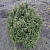 Ель обыкновенная 'Ремонти' (Picea abies 'Remontii')