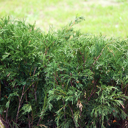 mozhzhevelnik-kazackij-mas-juniperus-sabina-mas-hvoya