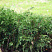 mozhzhevelnik-kazackij-mas-juniperus-sabina-mas-hvoya