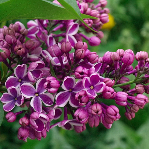 siren-obyknovennaya-sensaciya-syringa-vulgaris-sensation-dekorativnyj-kustarnik