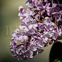 Сирень обыкновенная 'Катерина Хавемейер' (Syringa vulgaris 'Katarine Havemeyer')