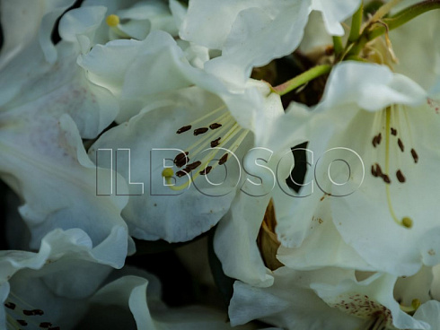 rododendron-kanningems-uajt-rhododendron-cunningham-s-white-socvetie.jpg