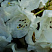 rododendron-kanningems-uajt-rhododendron-cunningham-s-white-socvetie.jpg
