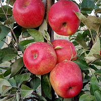 Яблоня домашняя 'Хани Крисп' (Malus domestica 'Honey Crisp')