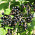 Смородина черная 'Лентяй' (Ribes nigrum 'Лентяй')