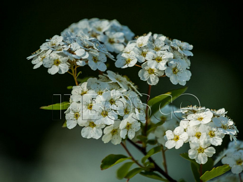 spireya-vangutta-spiraea-vanhouttei-vetv.jpg