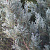 Можжевельник скальный 'Мунглоу' (Juniperus scopulorum 'Moonglow')