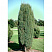 Можжевельник обыкновенный 'Suecica' (Juniperus communis 'Suecica')2
