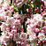 6dd69af97344a310fcc58d8ddd302018--malus-pink-garden