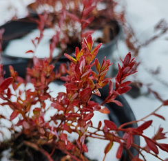 Клюква крупноплодная 'Пилигрим' (Vaccinium macrocarpon 'Пилигрим')