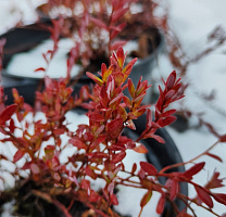 Клюква крупноплодная 'Пилигрим' (Vaccinium macrocarpon 'Пилигрим')