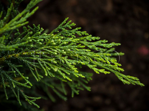 mozhzhevelnik-kazackij-tamariscifoliya-juniperus-sabina-tamariscifolia-hvoya.jpg